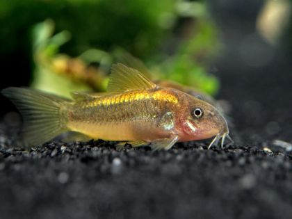 GOLD LASER CORYDORAS