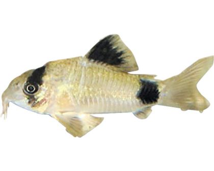 CORYDORAS PANDA