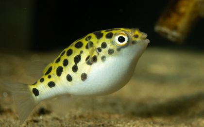 TETRAODON (SPOTTED PUFFER)