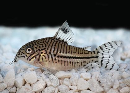 CORYDORAS LEOPARD