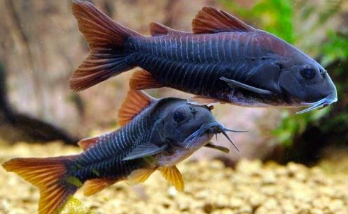 CORYDORAS BLACK VENEZUELA