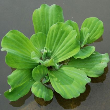 SALATA DE APA - PISTIA XL
