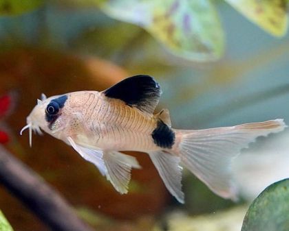 CORYDORAS PANDA VOALAT