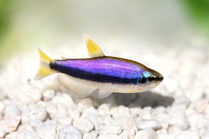 TETRA  KERRI