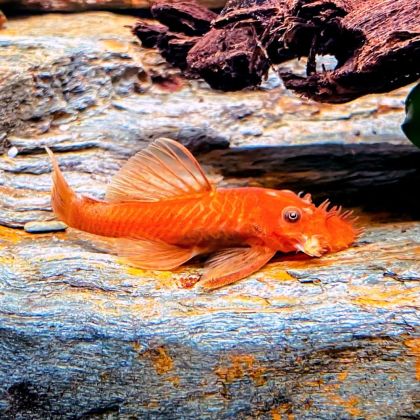 ANCISTRUS SUPER RED VOALAT
