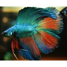 BETTA DOUBLETAIL - masculi