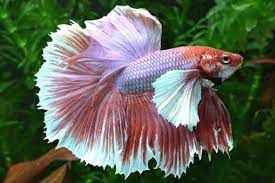 BETTA SUPER DELTA DUMBO - masculi