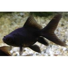 CARAS FANTAIL BLACK SM