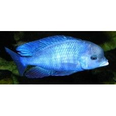 CICLIDE BLUE DORFIN