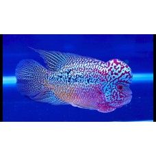 CICLIDE FLOWER HORN M