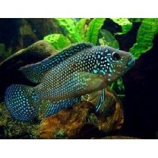 CICLIDE JACK DEMPSEY