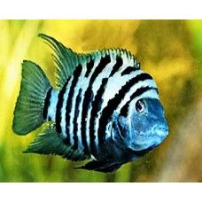CICLIDE NIGROFASCIATUS