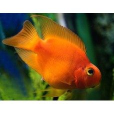 CICLIDE PAPAGAL ROSU