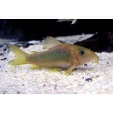 CORYDORAS BRONZ LONG FIN M