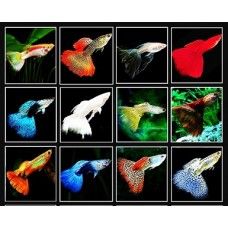 GUPPY AMESTEC (import) - masculi