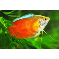 GURAMI PITIC ROSU - masculi