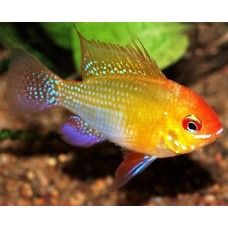 RAMIREZI GOLDEN L
