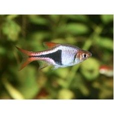 RASBORA ARLECHIN L