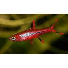 RASBORA CHILI (talie mica)