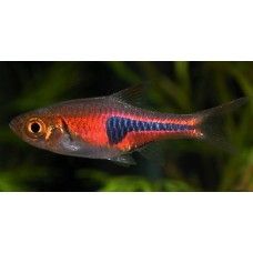 RASBORA ESPEI                                                (talie mica)