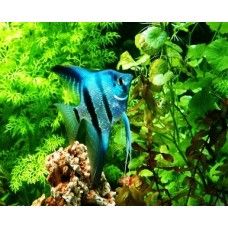 SCALARI FILIPINE BLUE