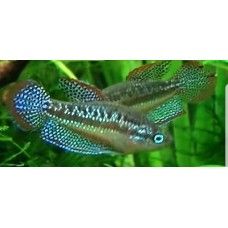 SPARKLING GURAMI                          (talie mica)