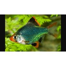 SUMI COLOR AMESTEC M