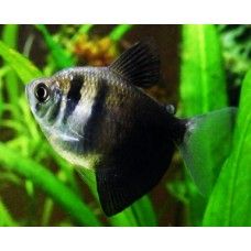 TETRA NEGRU