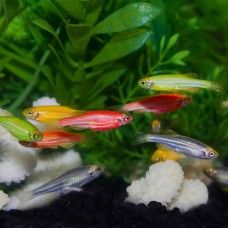 ZEBRE MULTICOLOR - AMESTEC