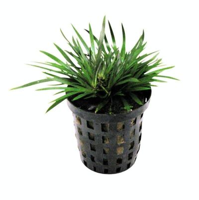 ACORUS PUSILES (DWARF) 5CM POT