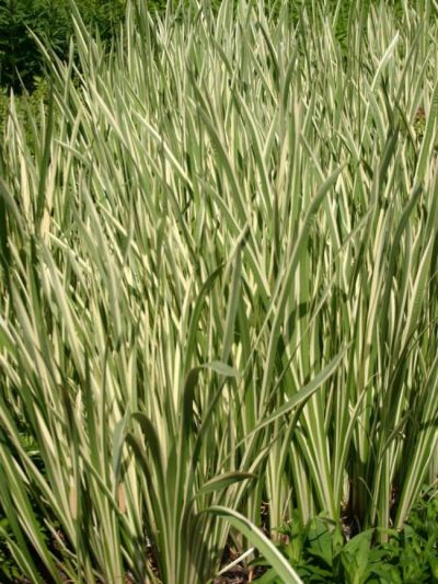 ACORUS VARIEGATUS 5 CM POT - T