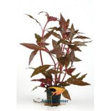 ALTERNANTHERA CARDINALIS 5 CM POT