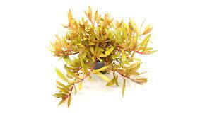 AMMANIA PEDICELLATA GOLD 5 CM POT