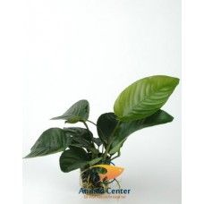 ANUBIAS BARTERI VAR.NANA 14 CM POT