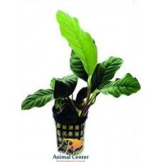 ANUBIAS COFFEEFOLIA 5 CM POT - N