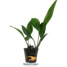 ANUBIAS CONGENSIS 5 CM POT