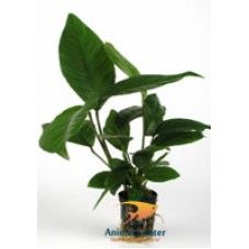 ANUBIAS HETEROPHYLLA 5 CM POT