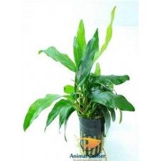 ANUBIAS LANCEOLATA 5 CM POT