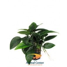 ANUBIAS NANA  14 CM POT