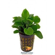 ANUBIAS NANA MINI 5 CM POT - N