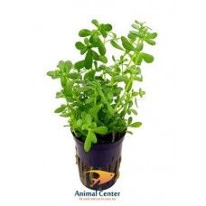 BACOPA MONNIERI 5 CM POT