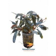 BUCEPHALANDRA BIBLIS 5 CM POT - N