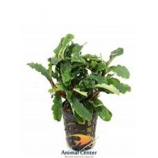 BUCEPHALANDRA GREEN VELVET 5 CM POT - N