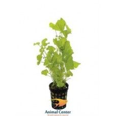 CARDAMINE LYRATA 5 CM POT