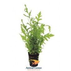 CERATOP.THALICROIDES 5 CM POT