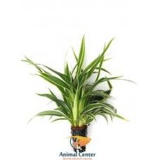 CHLOROPHYTUM BICHETTII 5 CM POT - T