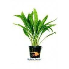 CRYPTOCORYNE BALANSAE 5 CM POT