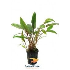 CRYPTOCORYNE BECKETTII 5 CM POT