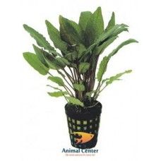 CRYPTOCORYNE BULLOSA 5 CM POT