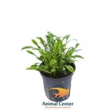 CRYPTOCORYNE PARVA 5 CM POT - N